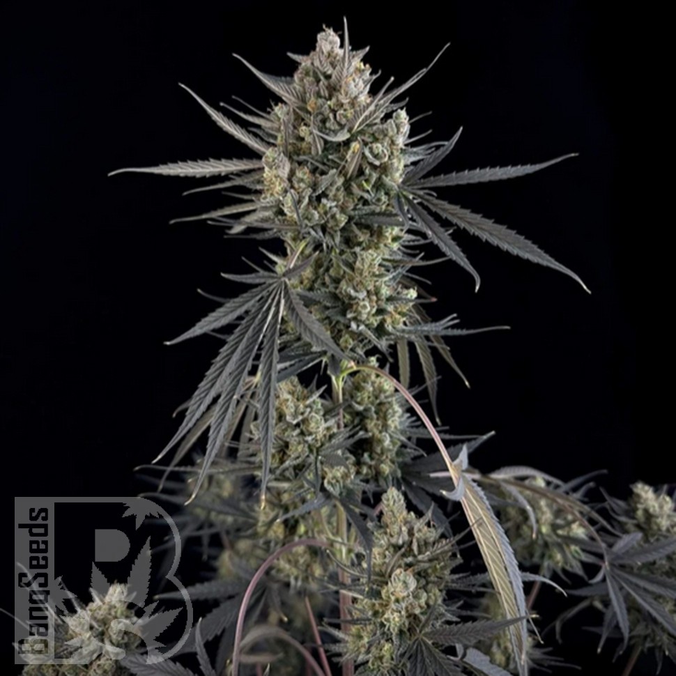 Семена конопли  Auto Pound Cake feminised Ganja Seeds