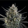 Семена конопли  Auto Pound Cake feminised Ganja Seeds