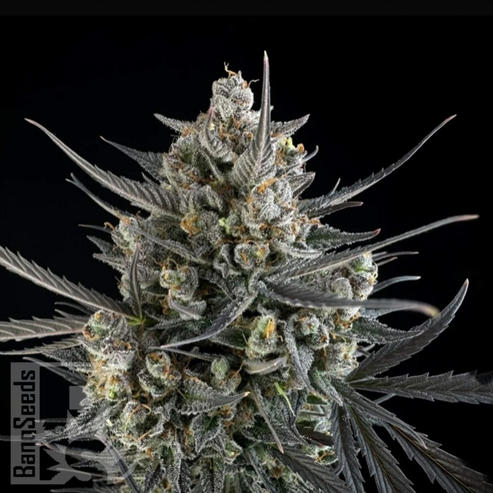 Семена конопли  Auto Pound Cake feminised Ganja Seeds