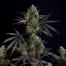 Семена конопли  Auto Pound Cake feminised Ganja Seeds