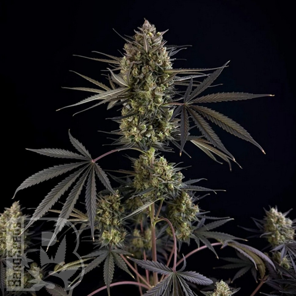 Семена конопли  Auto Pound Cake feminised Ganja Seeds