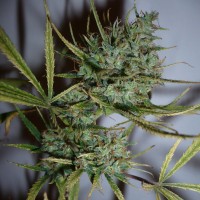 Top 44 feminised Ganja Seeds