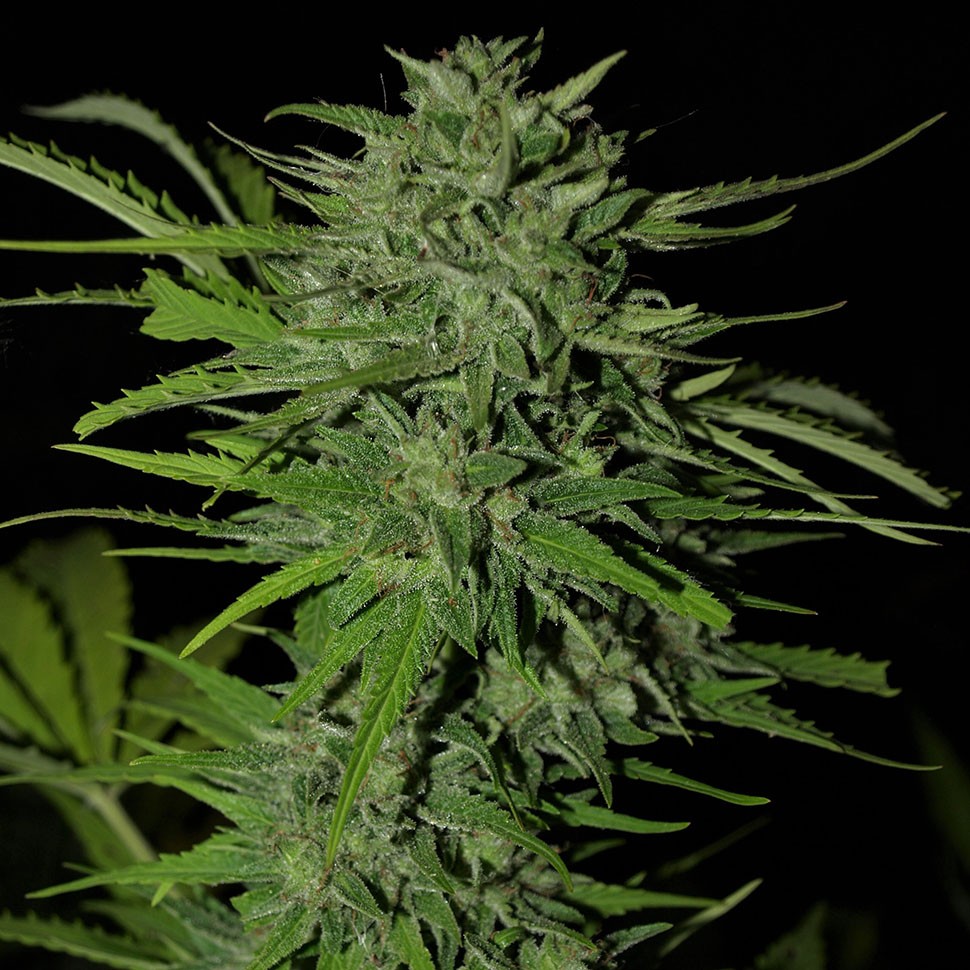 Семена  Auto Ungurtas feminised Bang Seeds