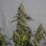 Семена  Auto Ungurtas feminised Bang Seeds