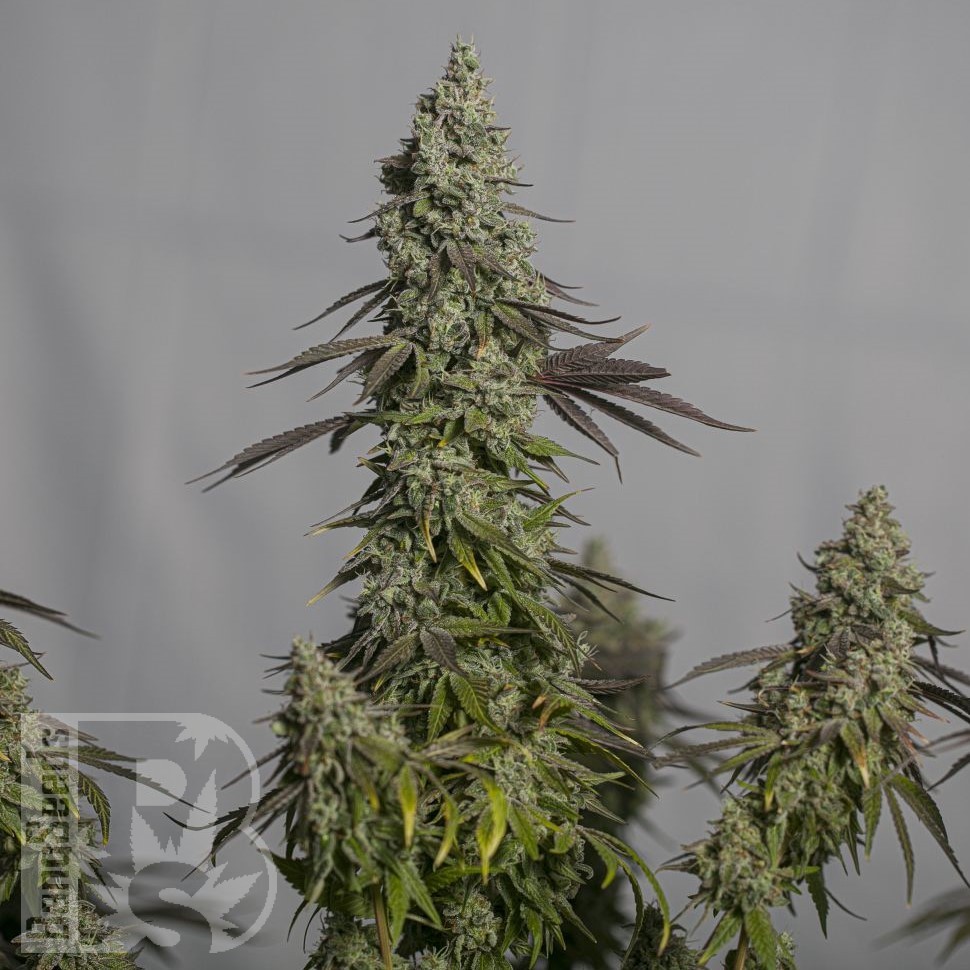 Семена  Auto Ungurtas feminised Bang Seeds