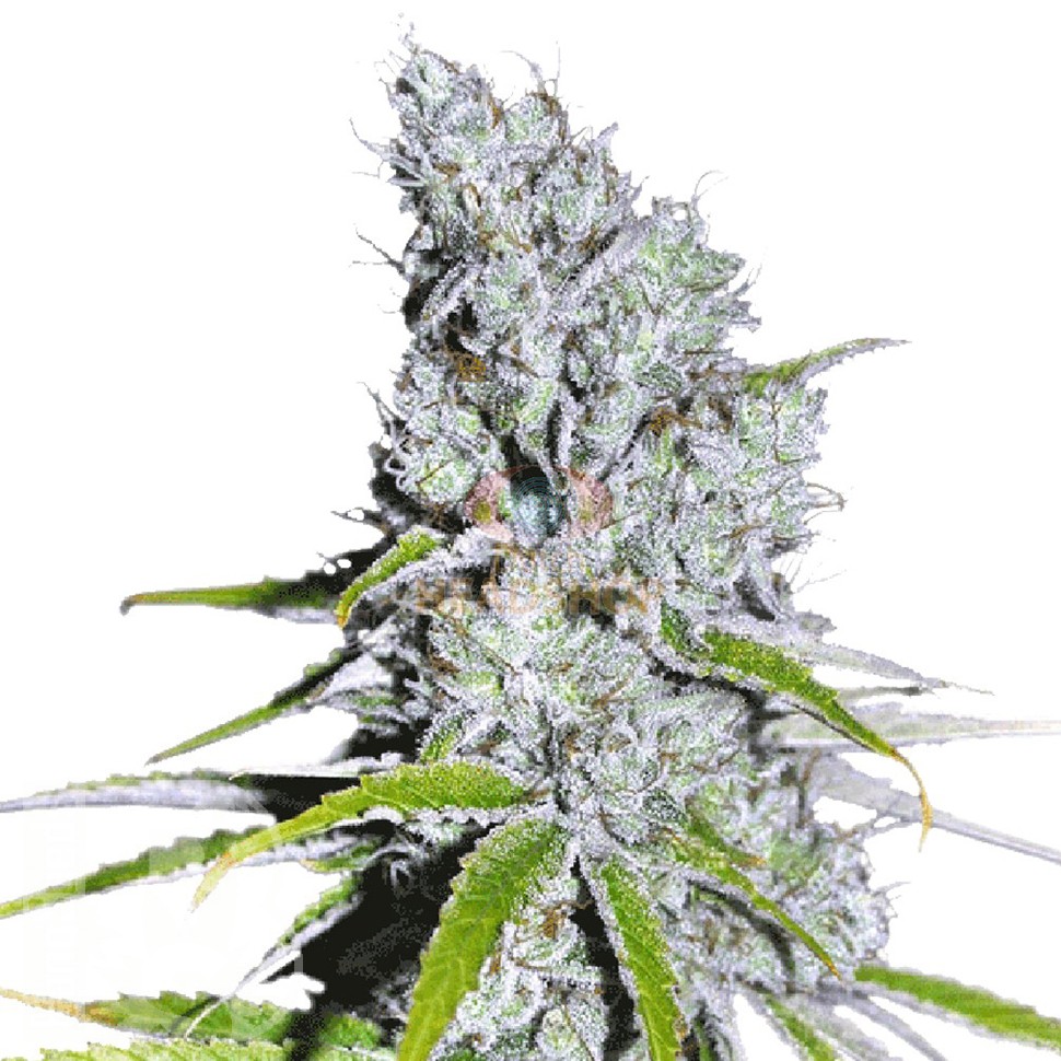 Семена марихуаны  Auto Skunk Haze feminised Ganja Seeds