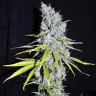 Семена конопли Auto Skunk Haze feminised Ganja Seeds