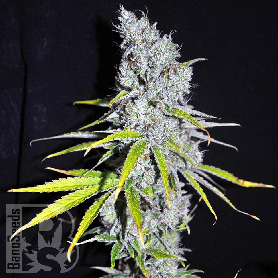 Семена конопли Auto Skunk Haze feminised Ganja Seeds