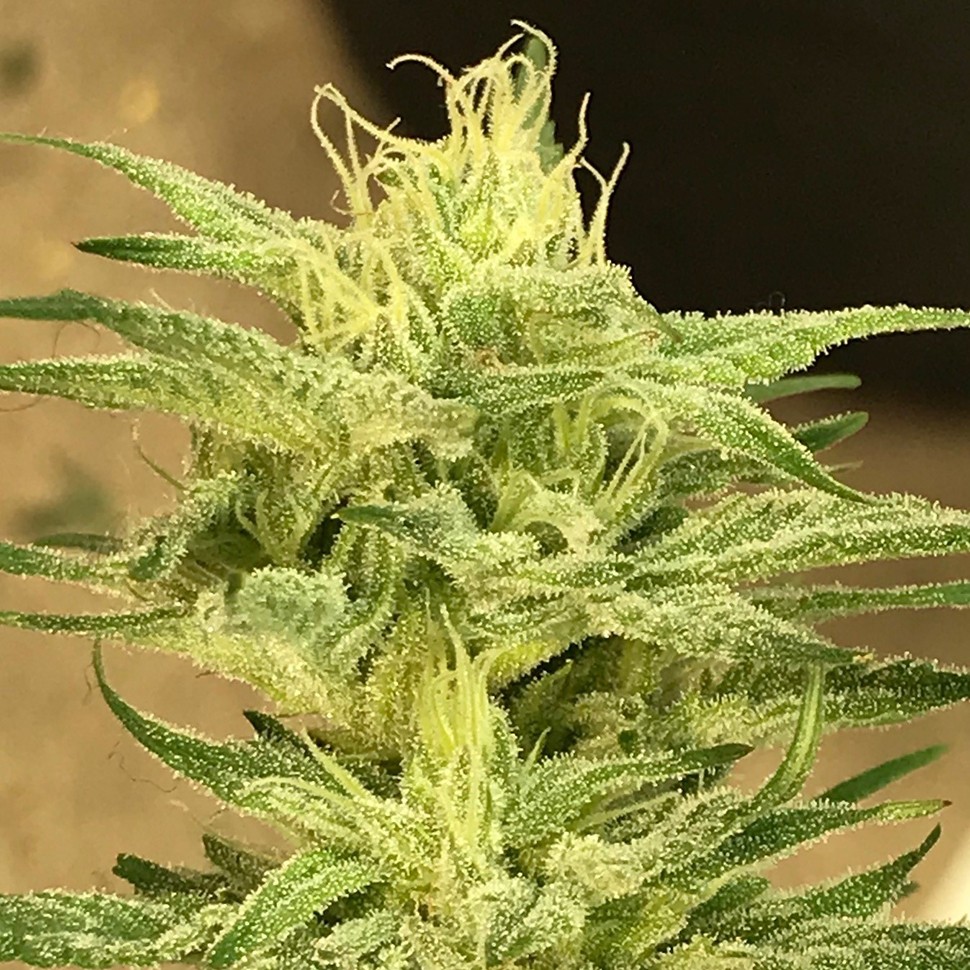 Семена  Satori feminised Ganja Seeds