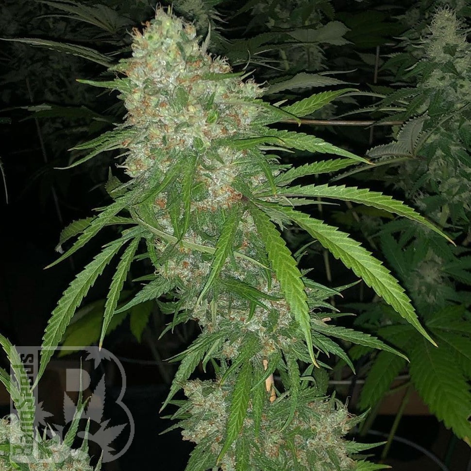 Семена  Satori feminised Ganja Seeds
