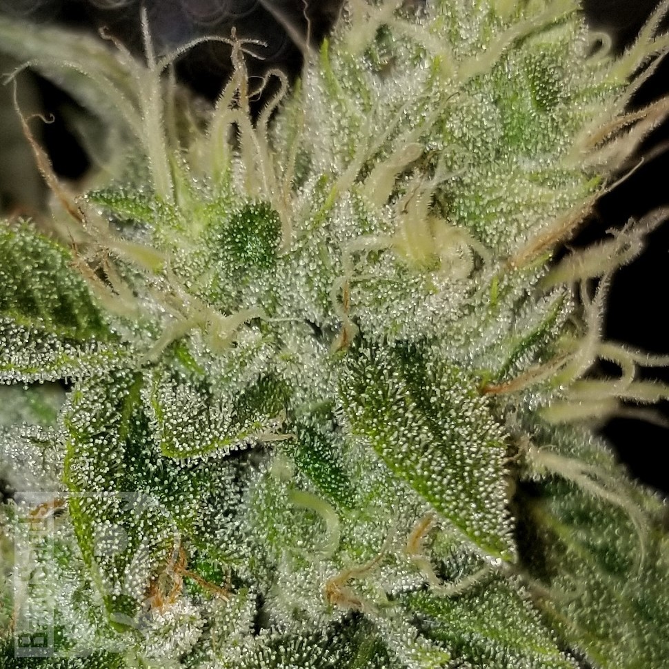 Семена  Satori feminised Ganja Seeds
