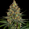 Семена  New York City feminised Ganja Seeds