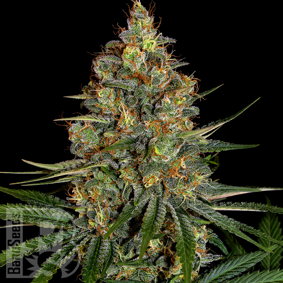 Семена  New York City feminised Ganja Seeds