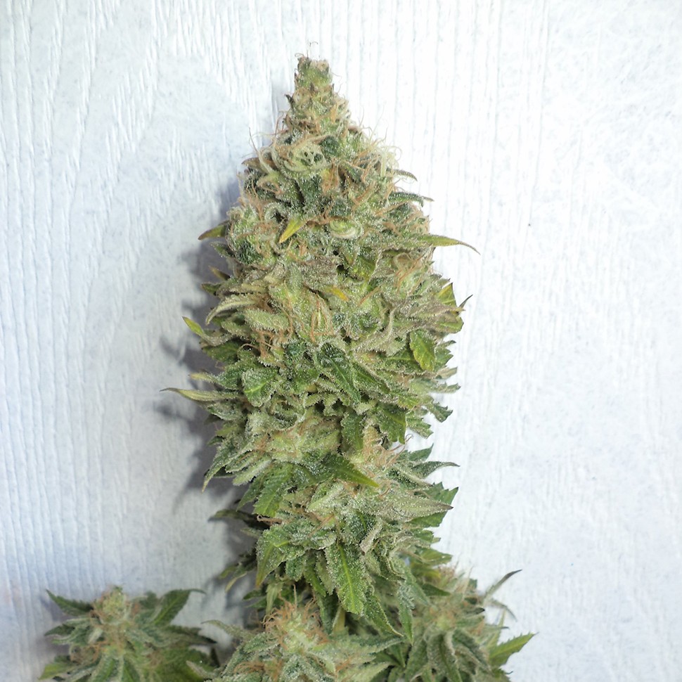 Семена каннабиса  Auto Mamba Negra feminised Ganja Seeds