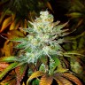 Семена каннабиса  Auto Mamba Negra feminised Ganja Seeds