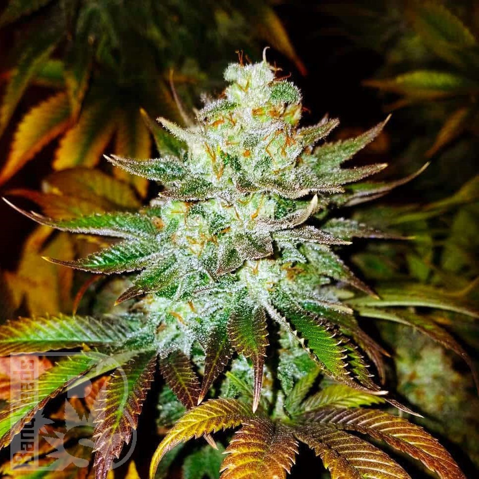 Семена каннабиса  Auto Mamba Negra feminised Ganja Seeds