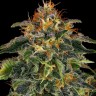 Семена каннабиса  Auto Mamba Negra feminised Ganja Seeds