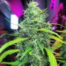 Семена каннабиса  Auto Mamba Negra feminised Ganja Seeds