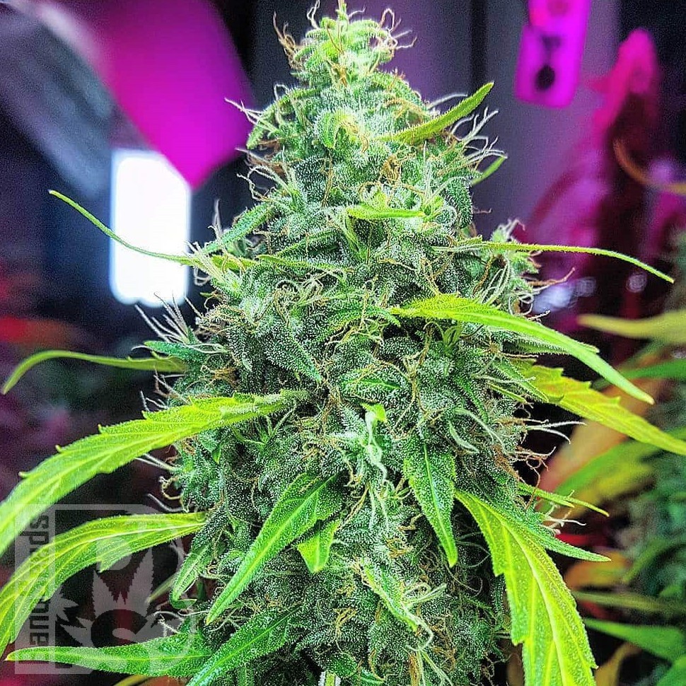 Семена каннабиса  Auto Mamba Negra feminised Ganja Seeds