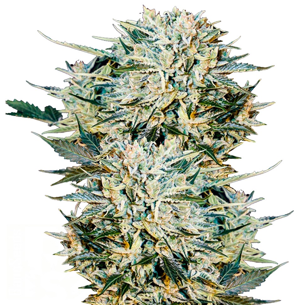 Семена каннабиса  Auto Sugar GOM feminised Ganja Seeds