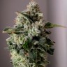 Семена каннабиса  Auto Sugar GOM feminised Ganja Seeds