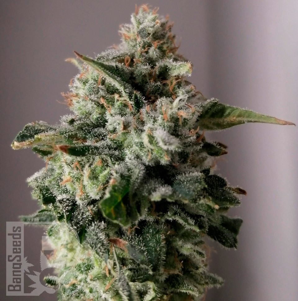 Семена каннабиса  Auto Sugar GOM feminised Ganja Seeds