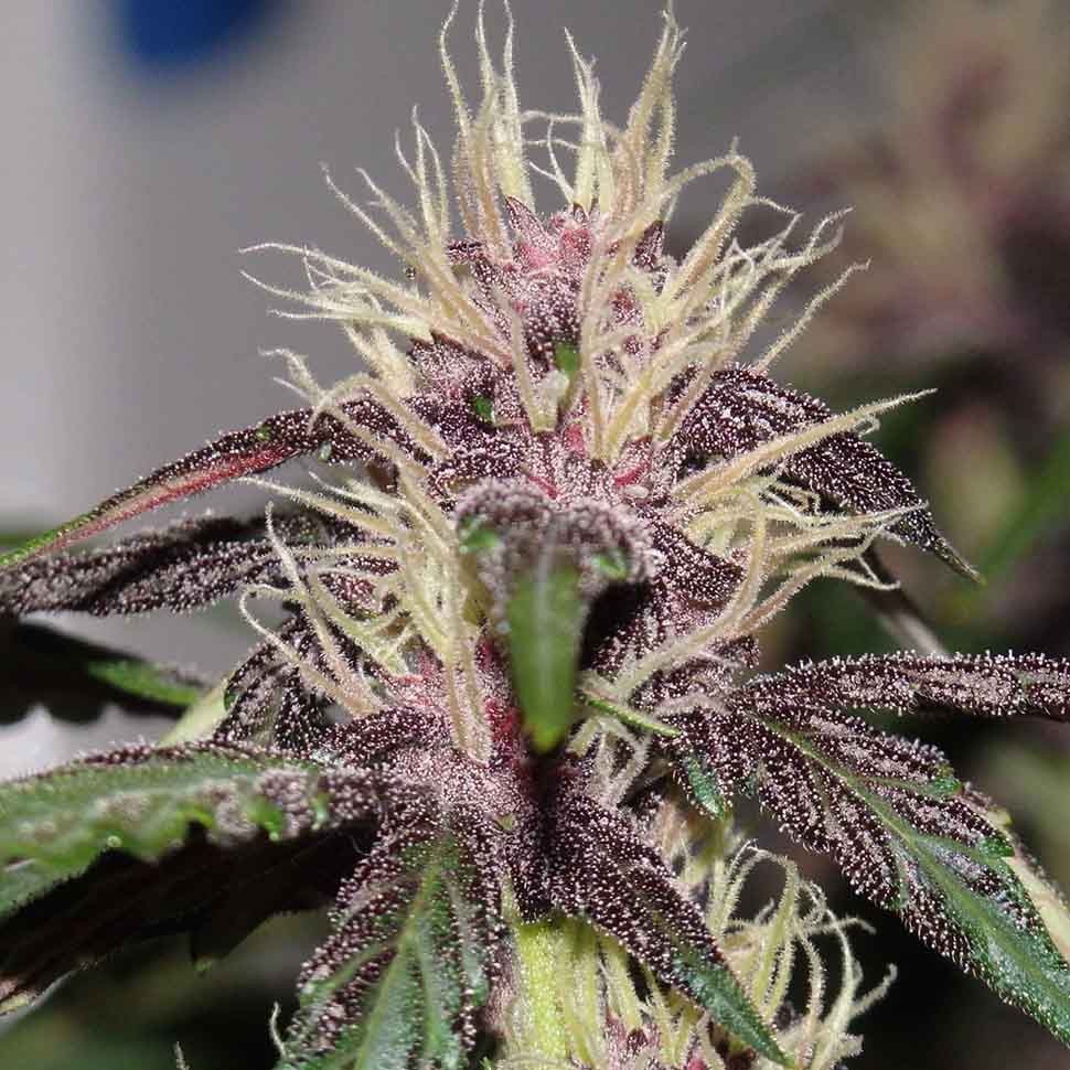 Семена конопли  Auto Purple Mazar regular Ganja Seeds