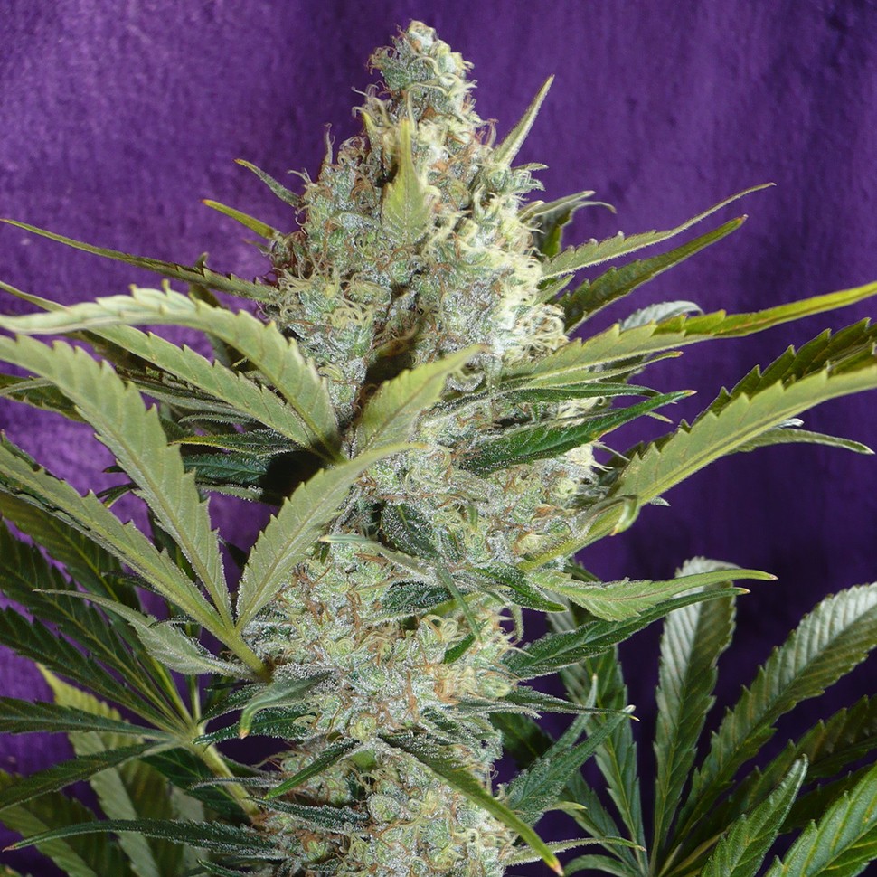 Семена каннабиса  Black Widow feminised Ganja Seeds
