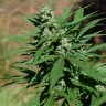 конопля семена сорта заказать Alatau feminised