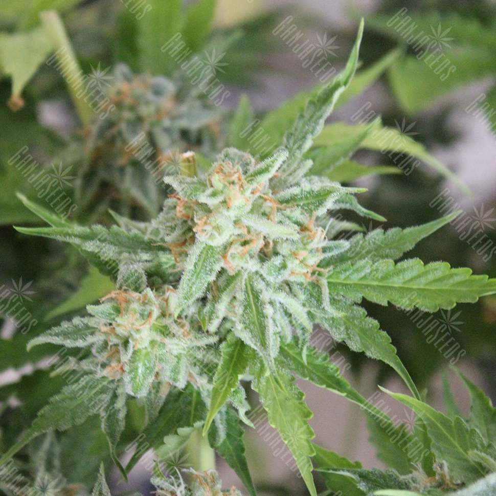 Семена  Vertigo feminised Ganja Seeds