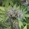 семена конопли скороспелый купить Auto Vertigo feminised Silver
