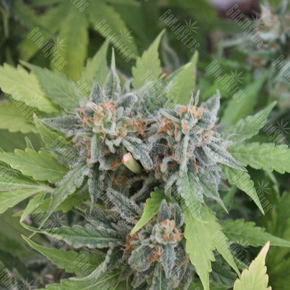 семена конопли скороспелый купить Auto Vertigo feminised Silver