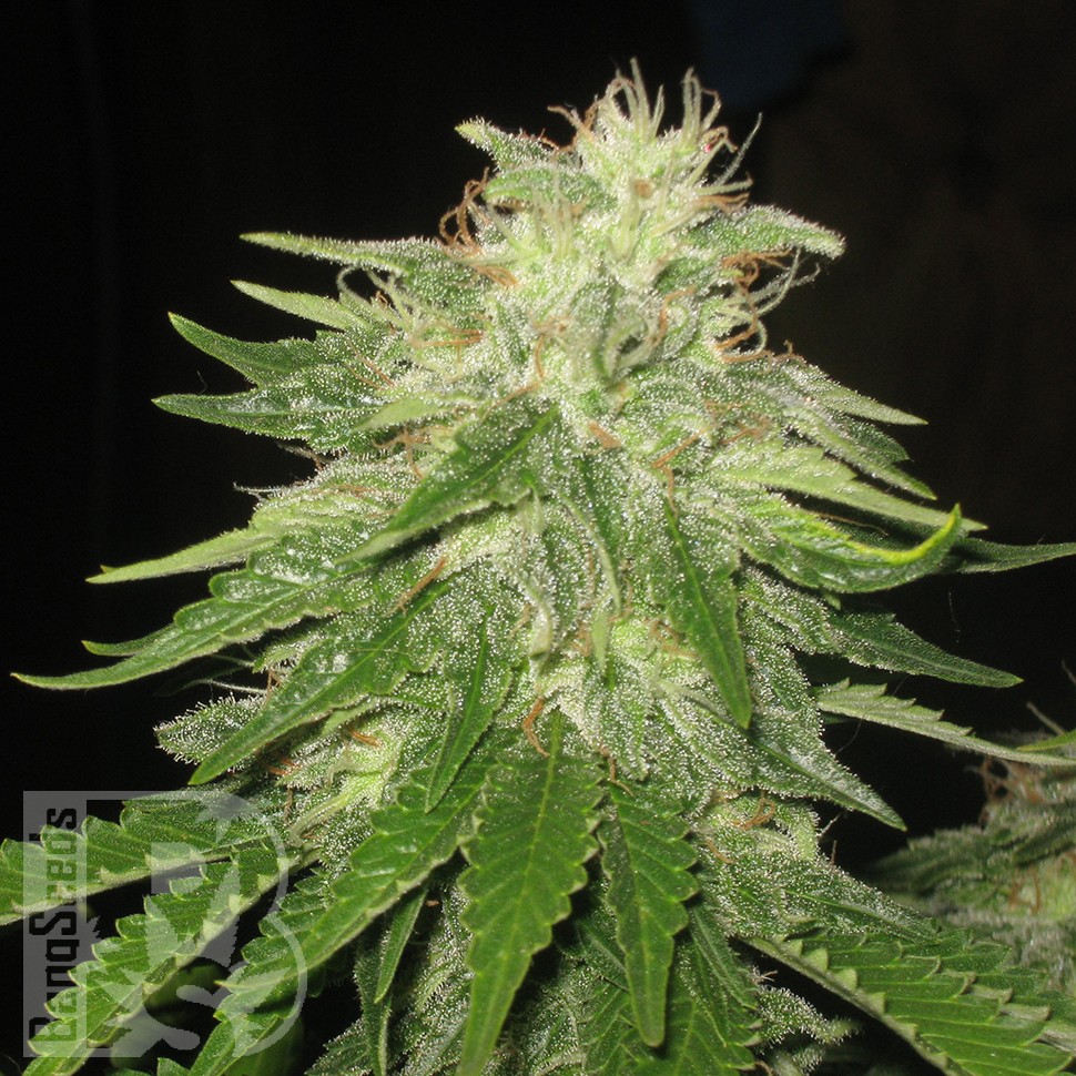 Семена ганжа  Auto Super Hash feminised Ganja Seeds