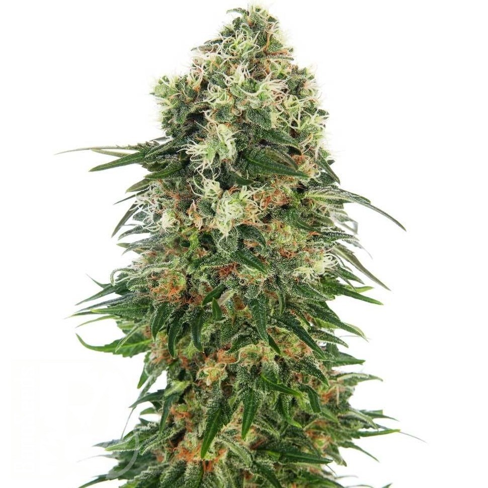 Семена ганжа  Auto Super Hash feminised Ganja Seeds