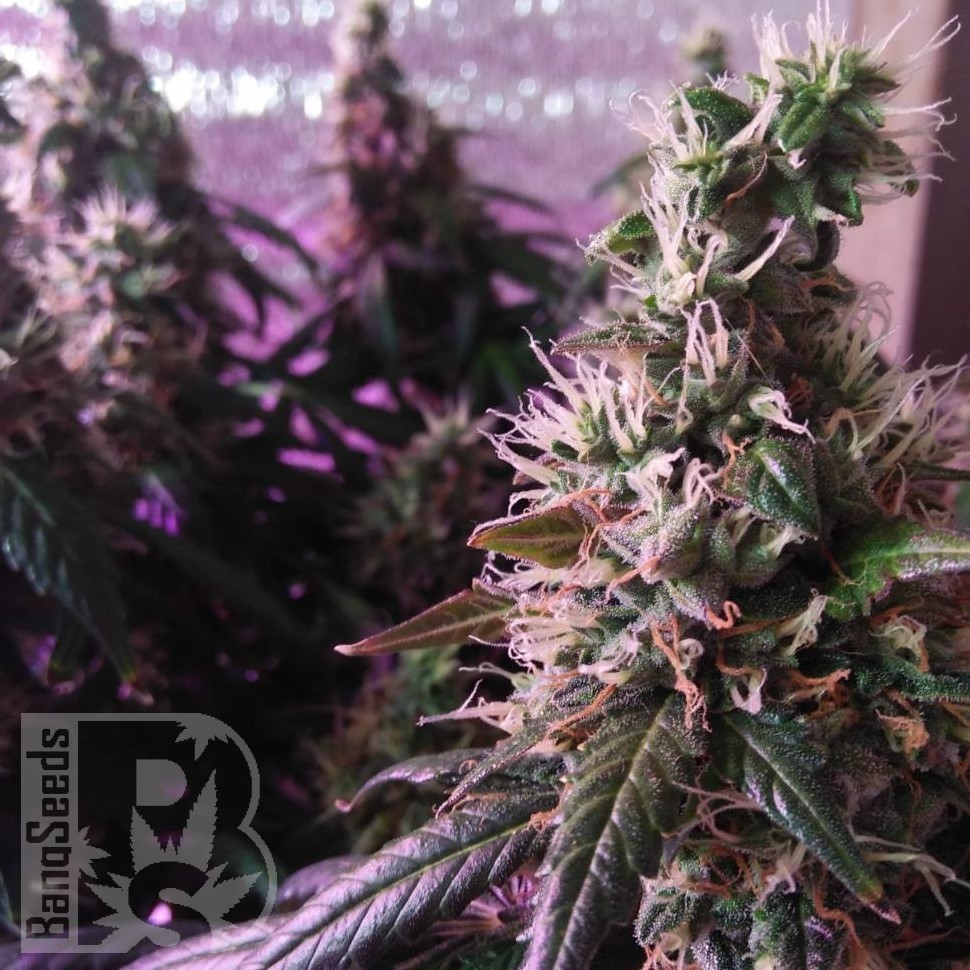 Семена ганжа  Auto Super Hash feminised Ganja Seeds