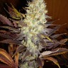 Семена ганжа  Auto Super Hash feminised Ganja Seeds