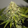 Семена ганжа  Auto Super Hash feminised Ganja Seeds