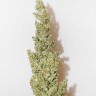 Семена марихуаны  Morhine feminised Ganja Seeds