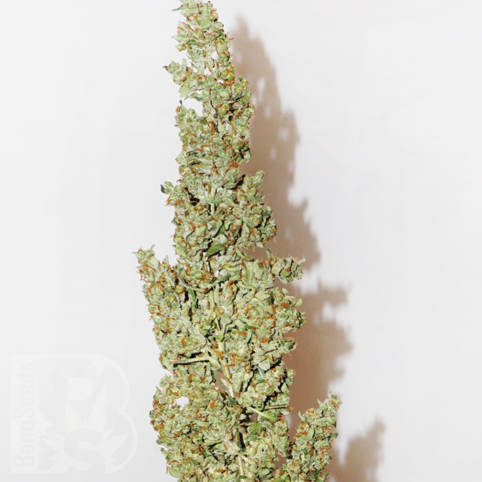 Семена марихуаны  Morhine feminised Ganja Seeds