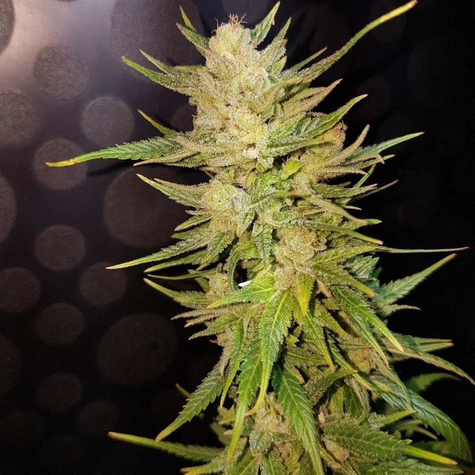 Семена конопли  Nefertiti feminised Ganja Seeds