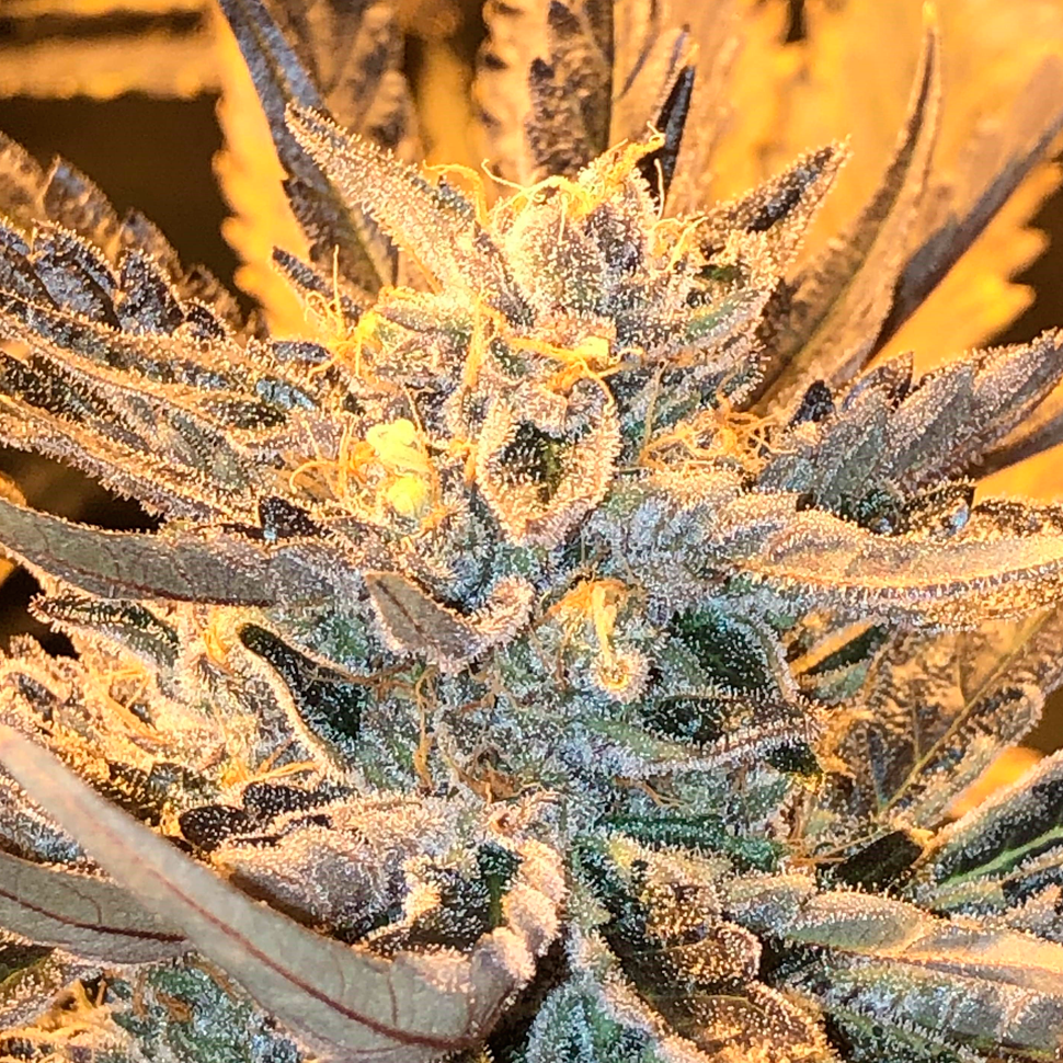 Семена конопли Rolling Frau feminised Ganja Seeds