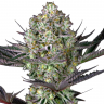 Семена конопли купить Rolling Frau feminised Ganja Seeds