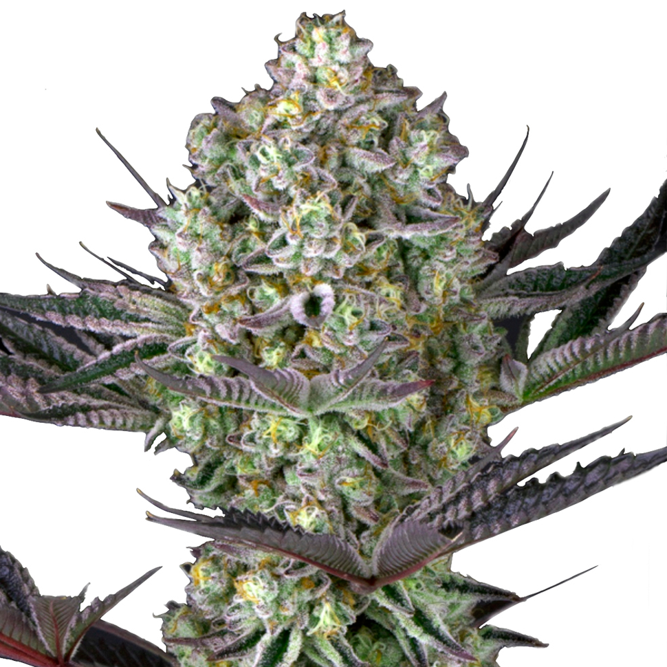 Семена конопли купить Rolling Frau feminised Ganja Seeds