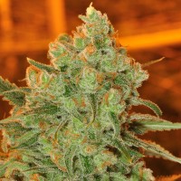 Auto Super Sweet feminised Ganja Seeds