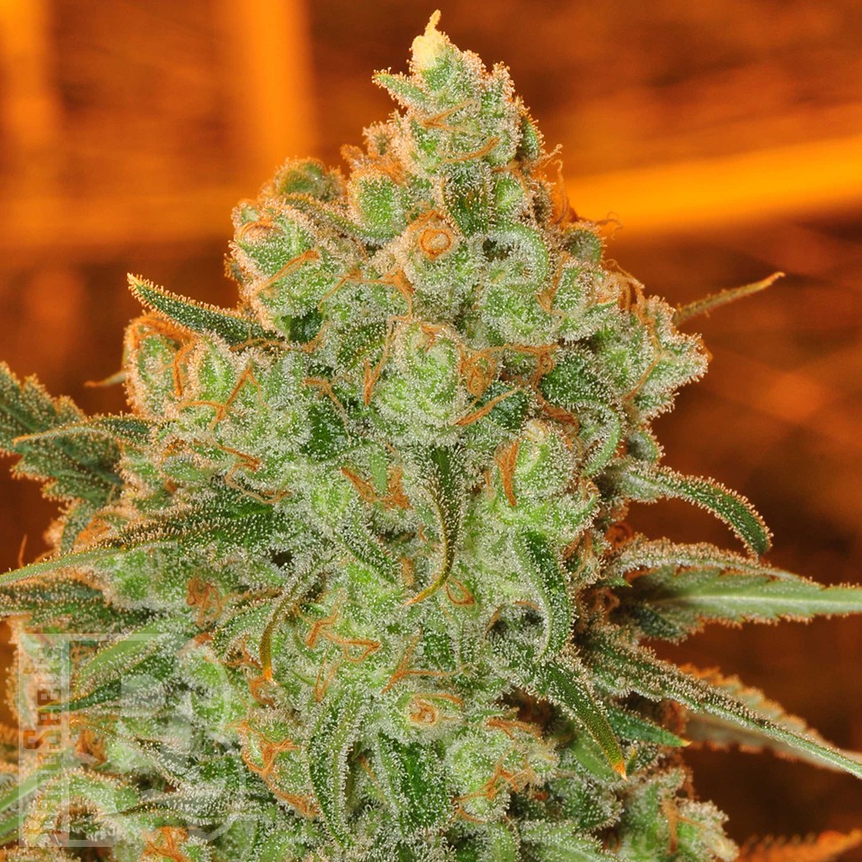 Семена ганжа  Auto Super Sweet feminised Ganja Seeds