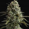 Семена ганжа  Auto Super Sweet feminised Ganja Seeds