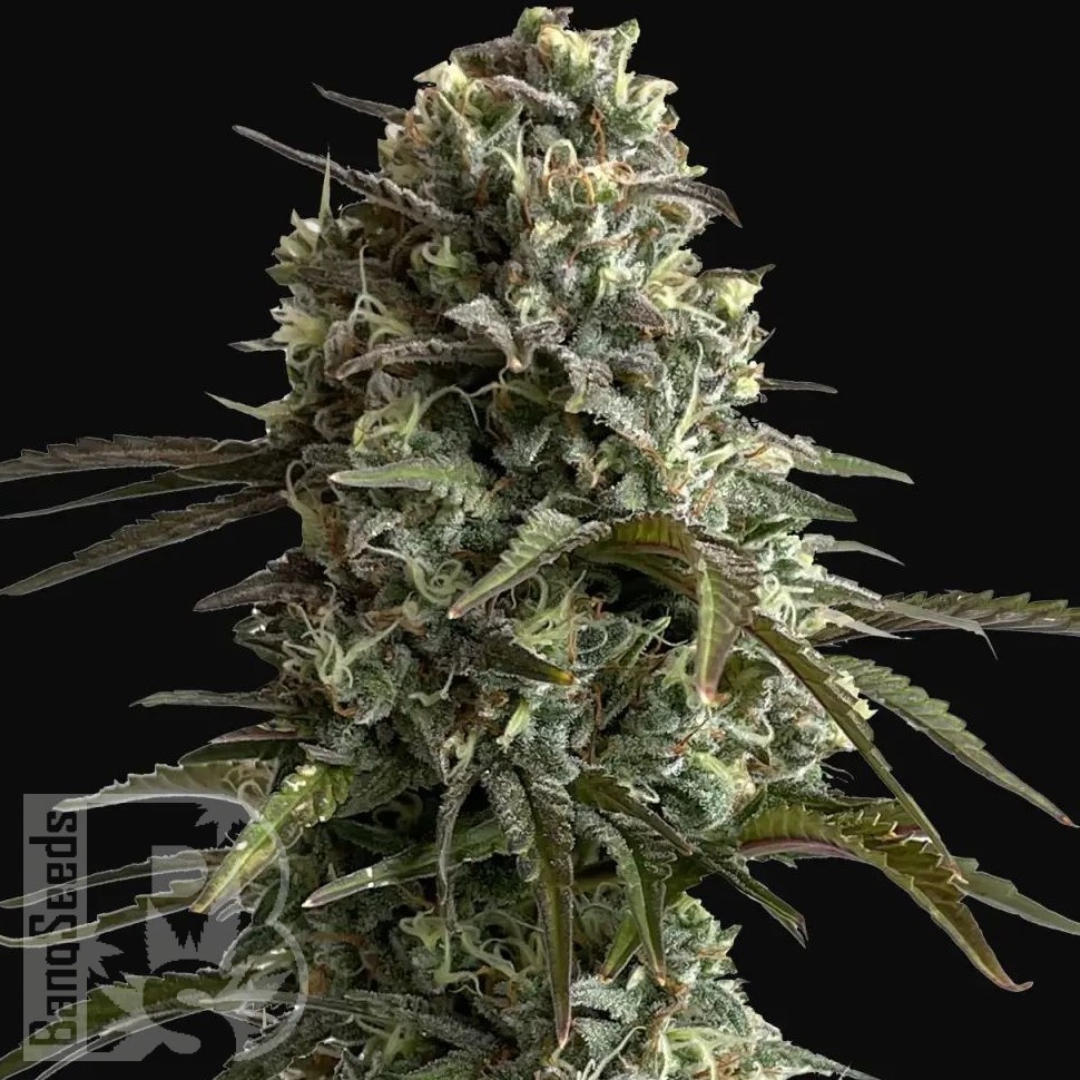 Семена ганжа  Auto Super Sweet feminised Ganja Seeds
