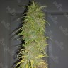 Семена ганжа  Auto Super Sweet feminised Ganja Seeds