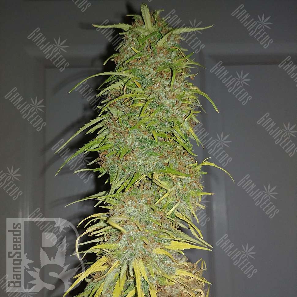 Семена ганжа  Auto Super Sweet feminised Ganja Seeds