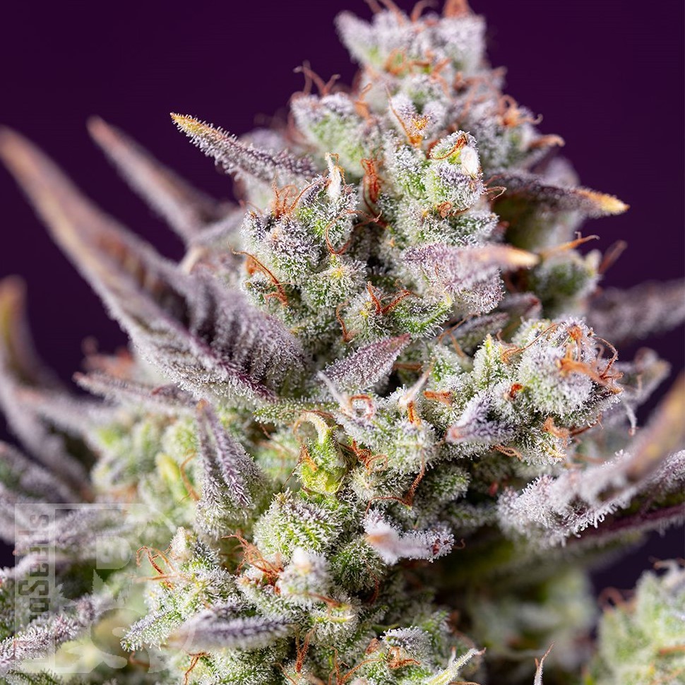 Семена ганжа  Auto Super Sweet feminised Ganja Seeds